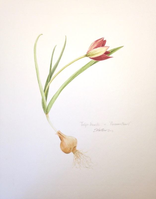 Lucinda Walker tulip watercolor painting
